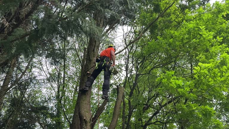 Reliable Abernathy, TX Tree Removal and Landscaping Services Solutions